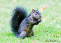 Sciurus carolinensis